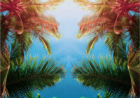 Diaspora Under The Sun Caribbean Drums WAV