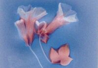 KÉDALOS LUNAR (Drumkit) WAV