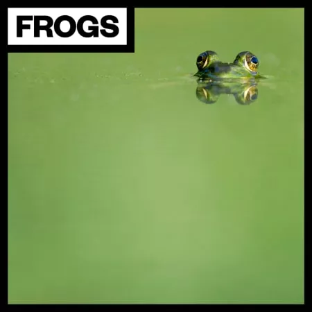 Big Room Sound Frogs WAV
