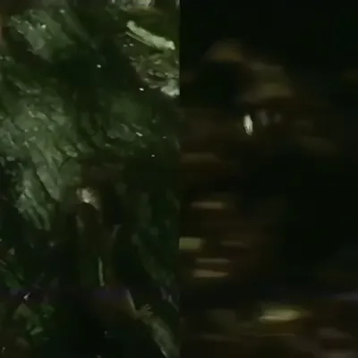 octodog mirror drumkit WAV FST